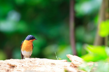 Mugimaki Flycatcher (Ficedula mugimaki) male in Japan 
