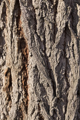 Obraz premium background of tree bark