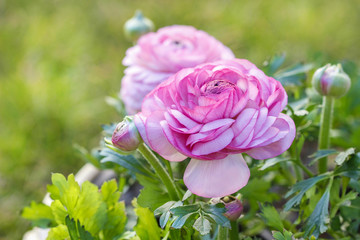 Pink Persian Buttercup Flower (Ranunculus asiaticus)