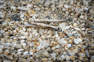 Shells American Swordshell