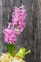 pink hyacinth in decorated flower pot on a wooden background