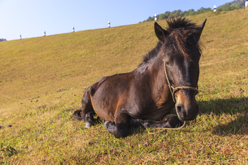 Horse sitting down on the field