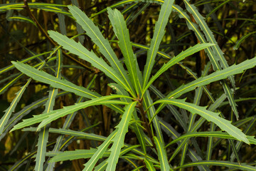 Horoeka Lancewood