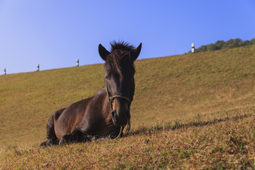 Obraz na płótnie Canvas Horse sitting down on the field