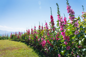 field of hollyhock (Althaea rosea) blossoms - 62626487