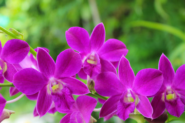 Fototapeta na wymiar Pink Orchid