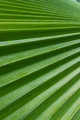 Palm Leaf