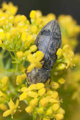 Click beetle, Agrypnus murina feeding on flower