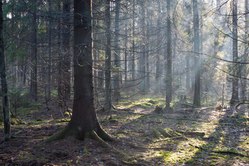 Sunbeam entering rich coniferous forest