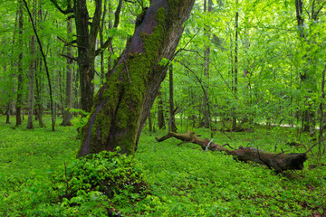 Moss wrapped old inden tree in spring