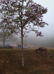 Deer around camping area in thailand National park