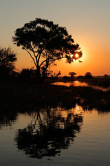 Obraz premium Drzewo i odbicie przy zmierzchem, Kwando rzeka