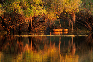 Trees and reflection, Zambezi river