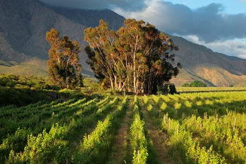 Foto op Plexiglas Vineyard landscape, Western Cape © EcoView