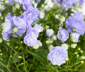Campanula terry with blue flowers close up