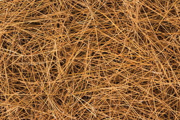 Dry Pine Needles
