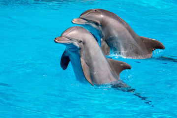 Naklejka premium Dolphins