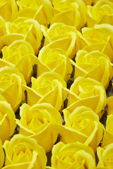 Obraz premium roses