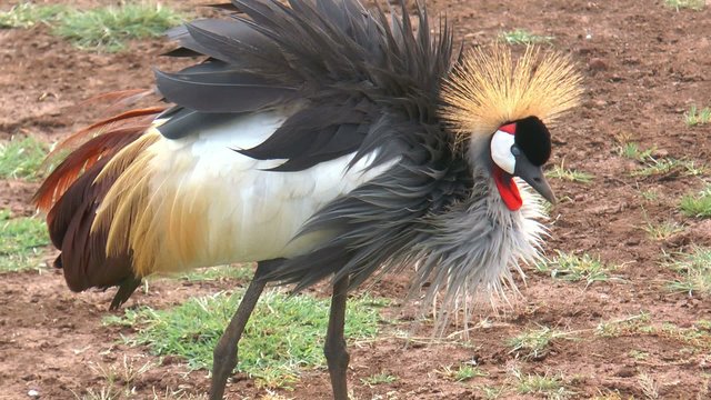 grue d'afrique