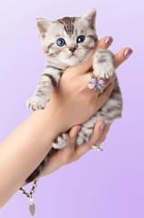  Adorable young cat in woman hands.