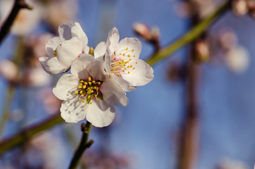 spring flower