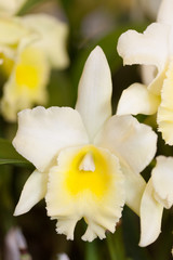 Obraz premium カトレヤの花 フォーチュメイト スイートエロッケンス