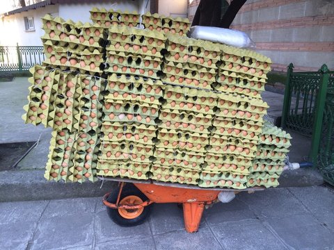 El Arabasında Yumurta Nakli