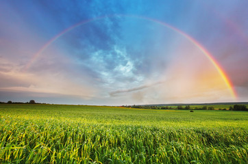 Rainbow over spring field