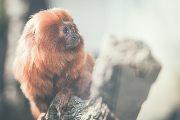 Tamarin lion