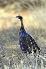 Vulturine Guineafowl