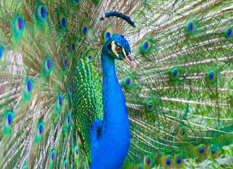 Obraz premium Peacock