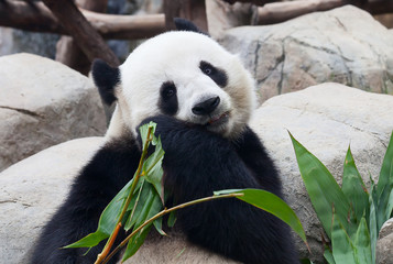 Panda bear