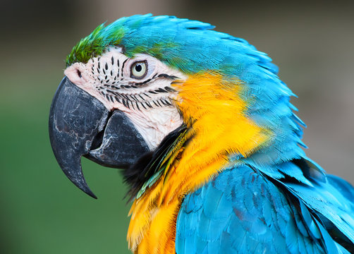 A blue and yellow macaw