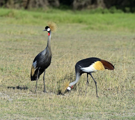 Fototapeta premium Crowned Crane