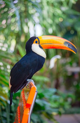 Colorful tucan