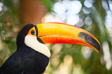 Colorful tucan