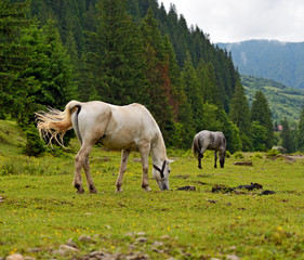 Obraz na płótnie Canvas Horse on a background of mountain