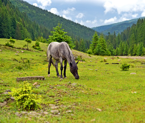 Fototapeta premium Horse on a background of mountain