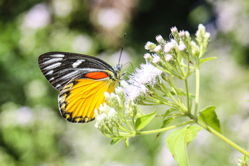 butterfly on flower