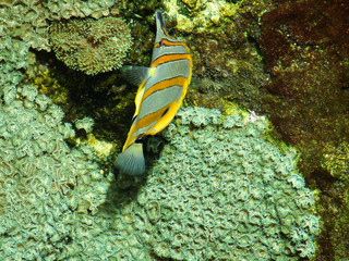 poisson exotique