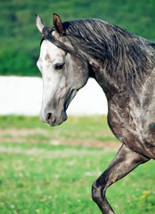 portrait of gray racing  arabian horse in movement