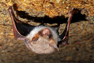 Bat