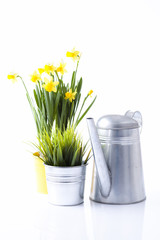 watering can and dadoffil flowers