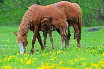 Naklejka na ściany i meble Horse with a calf on pasture