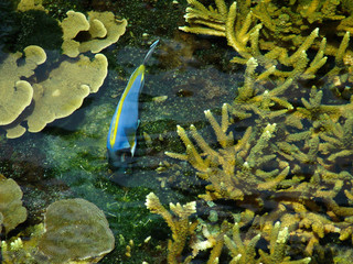 poisson exotique