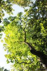 Fototapeta premium Green branches in a wood