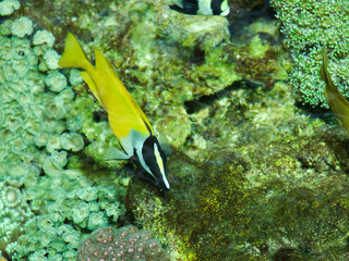 poisson exotique