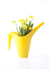daffodil flowers and garden equipment
