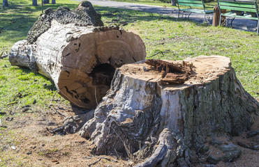Fototapeta premium The trunk of a massive oak tree being chopped in a park