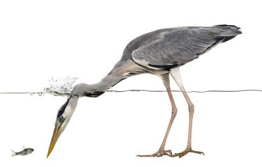Side view of a Grey Heron looking at a fish, under water